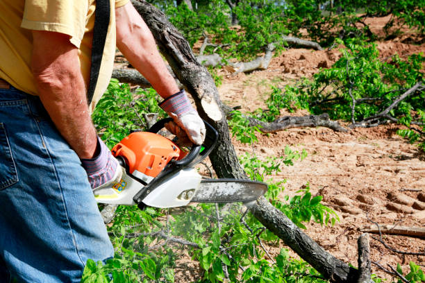 Best Tree Preservation Services  in Stratford, WI